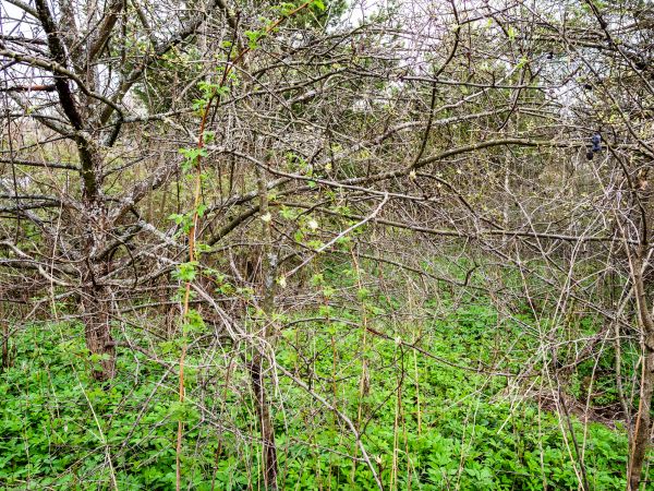 Underbrush Clearing in Monument