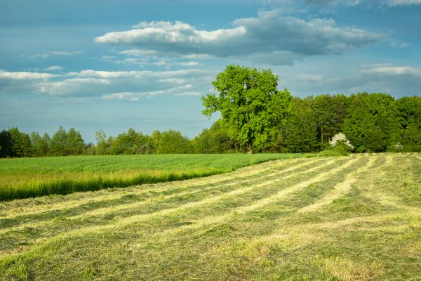 Cost of Vegetation Removal in Monument