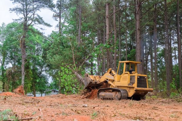 Forest Thinning in Monument