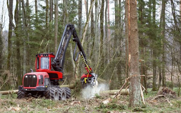 Cost of Forest Clearance Service in Monument
