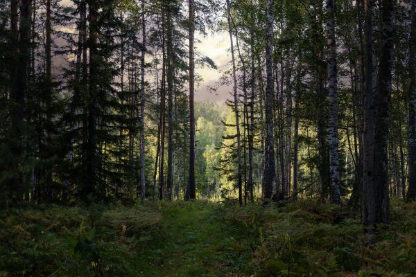 Cost of Pine Tree Clearing in Monument