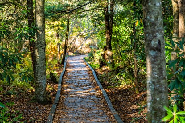 Cost of Trail Clearing in Monument